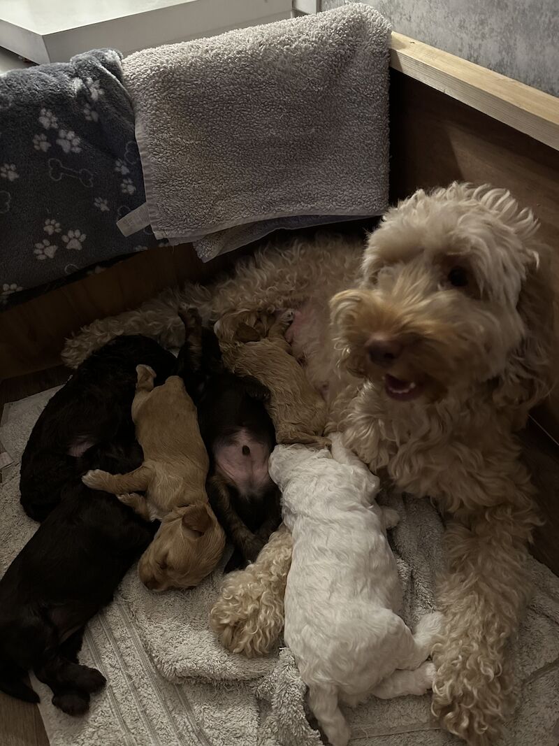 F2 cockapoo puppies available now for sale in Cheshire - Image 9