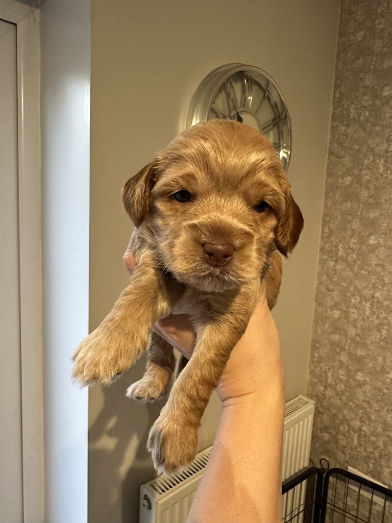 F2 cockapoo puppies available now for sale in Cheshire - Image 11