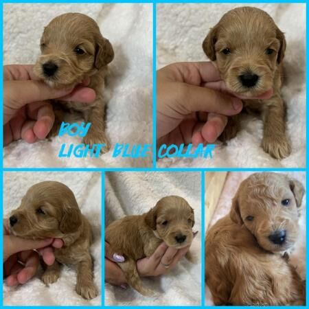 F2 Cockapoo puppies for sale in Dewsbury, West Yorkshire - Image 1