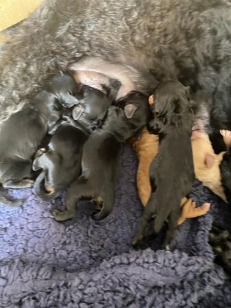 F2 Cockapoo puppies for sale in Dewsbury, West Yorkshire - Image 3