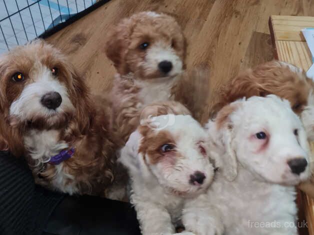 F2 Cockapoo Puppies For Sale two white and one red left for sale in Sheffield, South Yorkshire - Image 1