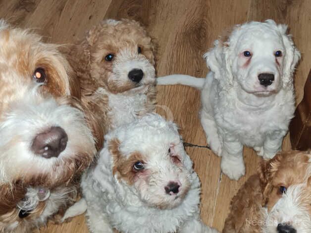 F2 Cockapoo Puppies For Sale two white and one red left for sale in Sheffield, South Yorkshire - Image 2