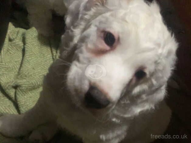 F2 Cockapoo Puppies For Sale two white and one red left for sale in Sheffield, South Yorkshire - Image 3