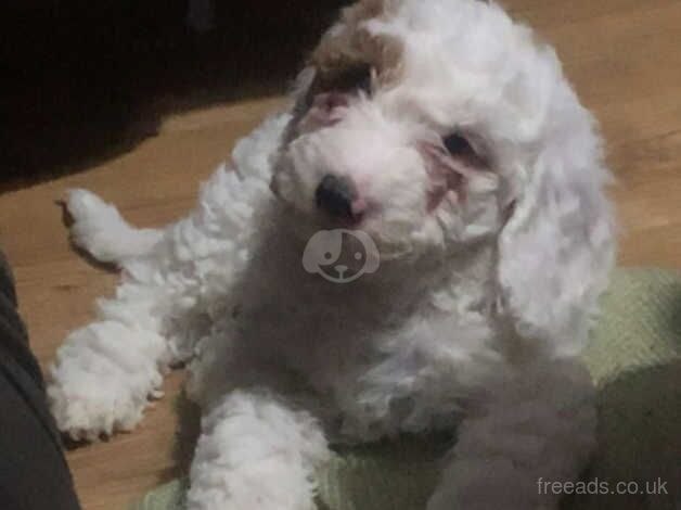 F2 Cockapoo Puppies For Sale two white and one red left for sale in Sheffield, South Yorkshire - Image 4