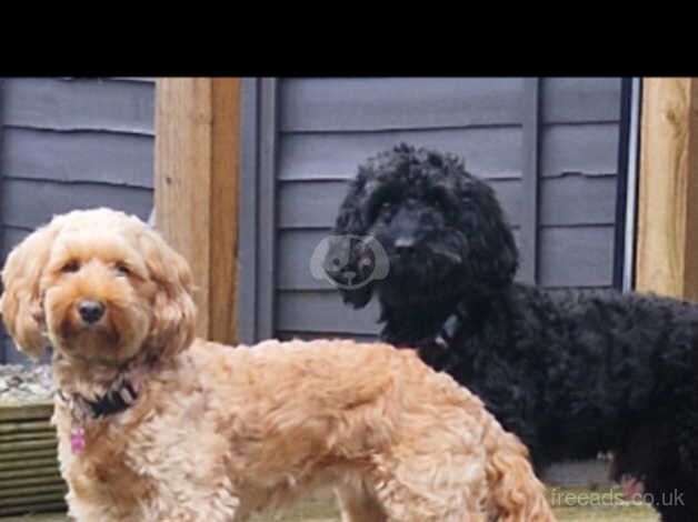 F2 Cockapoo Puppies for sale in Glasgow, Glasgow City - Image 1