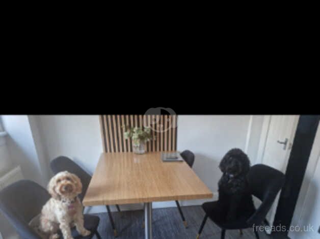 F2 Cockapoo Puppies for sale in Glasgow, Glasgow City - Image 2