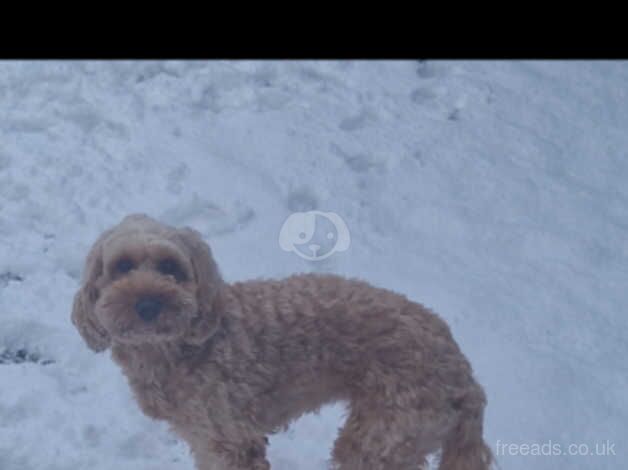 F2 Cockapoo Puppies for sale in Glasgow, Glasgow City - Image 3