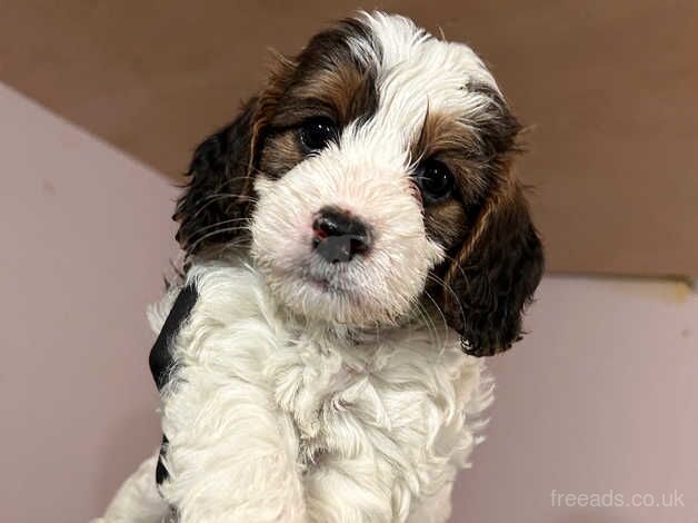 F2 Cockapoo Puppies for sale in Wareham, Dorset - Image 1