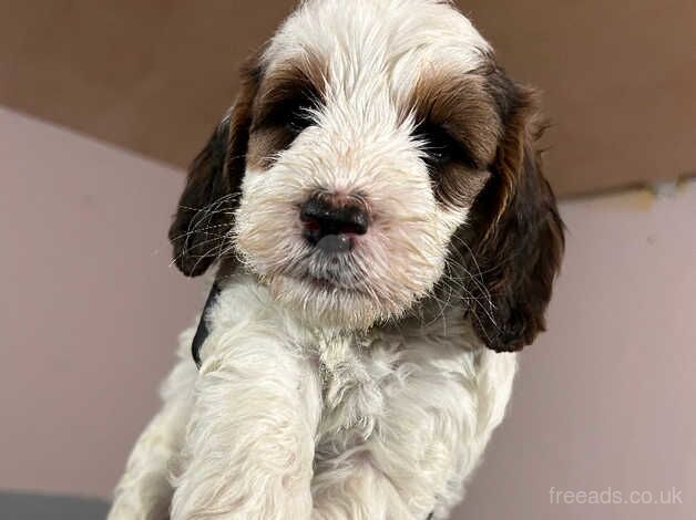 F2 Cockapoo Puppies for sale in Wareham, Dorset - Image 2