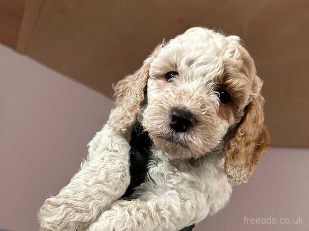 F2 Cockapoo Puppies for sale in Wareham, Dorset - Image 3