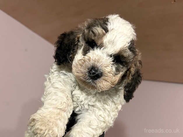 F2 Cockapoo Puppies for sale in Wareham, Dorset - Image 4