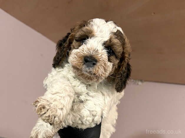 F2 Cockapoo Puppies for sale in Wareham, Dorset - Image 5