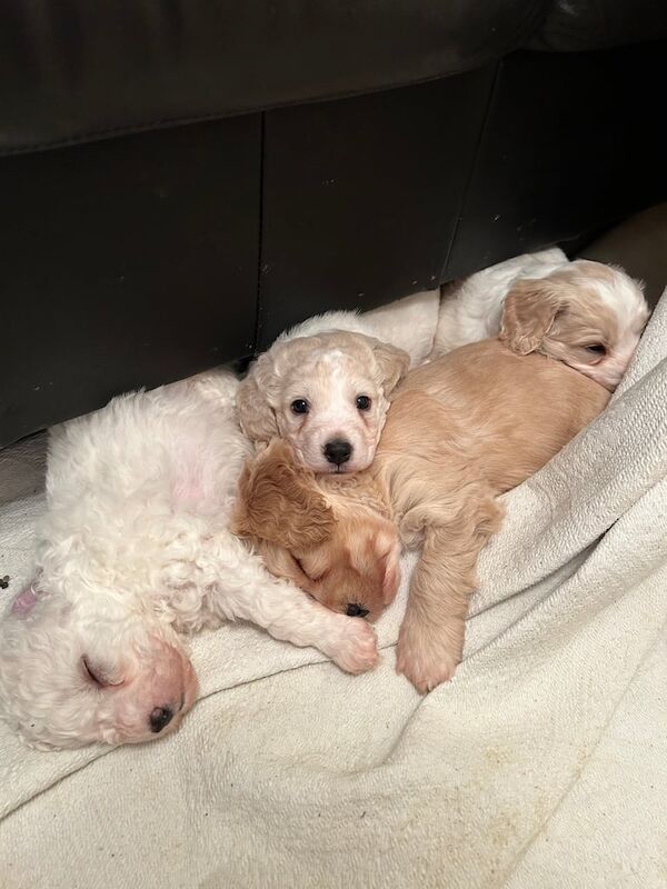 F2 cockapoo pups for sale in Rathfriland, County Down