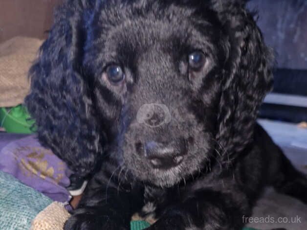 F2 Cockerpoo Puppies 1 Male 5 Female for sale in Hemel Hempstead, Hertfordshire