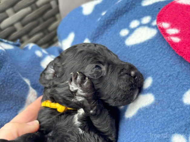 F2 Cockerpoo Puppies 1 Male 5 Female for sale in Hemel Hempstead, Hertfordshire - Image 2