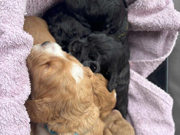 F2 Cockerpoo Puppies 1 Male 5 Female for sale in Hemel Hempstead, Hertfordshire - Image 4