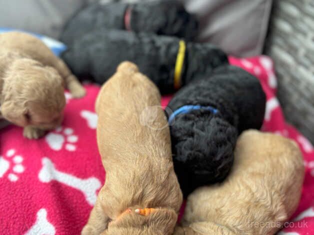 F2 Cockerpoo Puppies 1 Male 5 Female for sale in Hemel Hempstead, Hertfordshire - Image 5