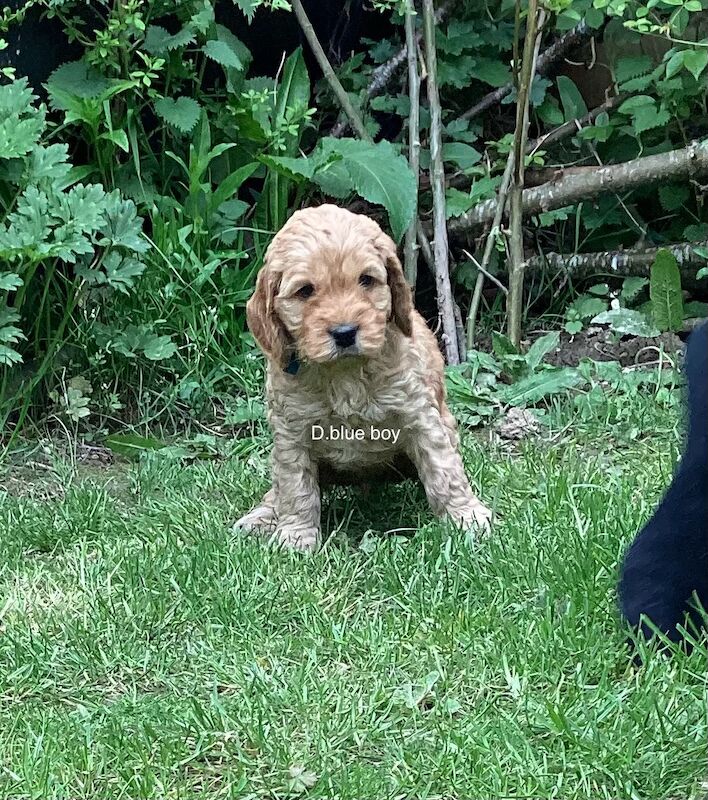 F2 Cockerpoo puppies 3 girls and 4 boys for sale in Builth Wells/Llanfair-Ym-Muallt, Powys - Image 8