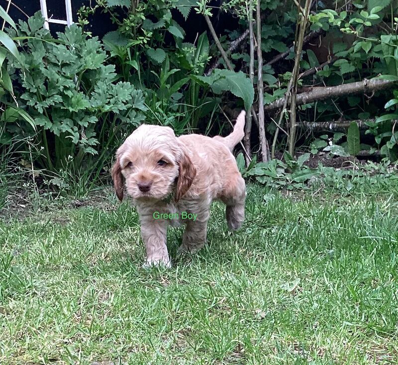 F2 Cockerpoo puppies 3 girls and 4 boys for sale in Builth Wells/Llanfair-Ym-Muallt, Powys - Image 10