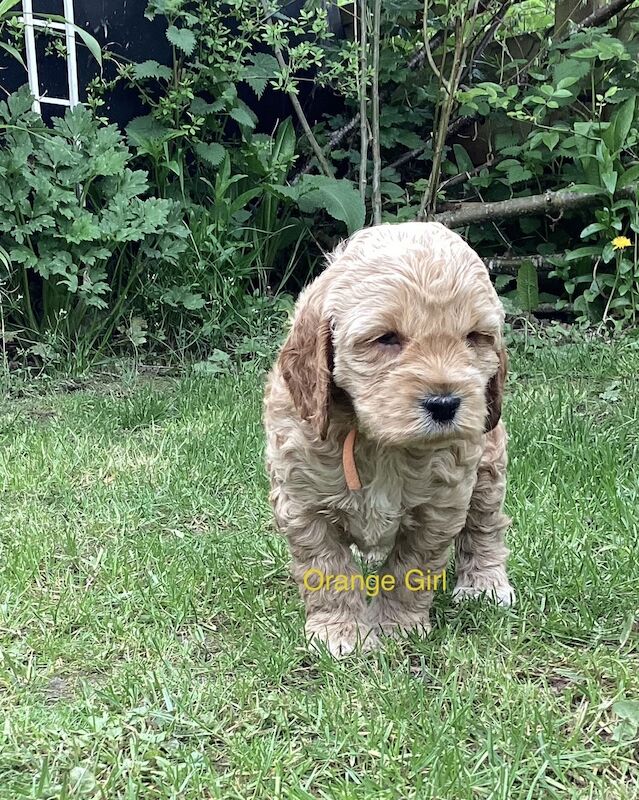 F2 Cockerpoo puppies 3 girls and 4 boys for sale in Builth Wells/Llanfair-Ym-Muallt, Powys - Image 7