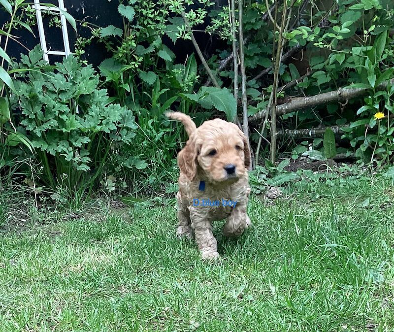 F2 Cockerpoo puppies 3 girls and 4 boys for sale in Builth Wells/Llanfair-Ym-Muallt, Powys - Image 9