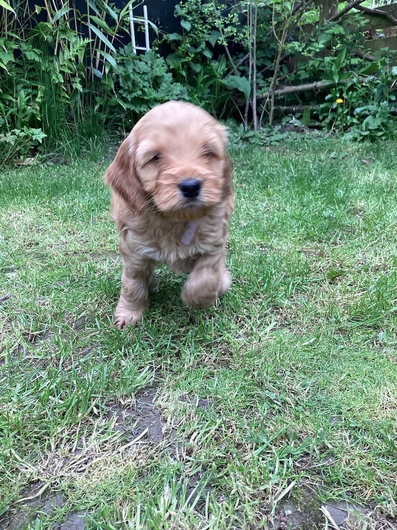 F2 Cockerpoo puppies 3 girls and 4 boys for sale in Builth Wells/Llanfair-Ym-Muallt, Powys - Image 11