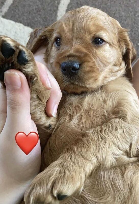 F2 Cockerpoo puppies 3 girls and 4 boys for sale in Builth Wells/Llanfair-Ym-Muallt, Powys