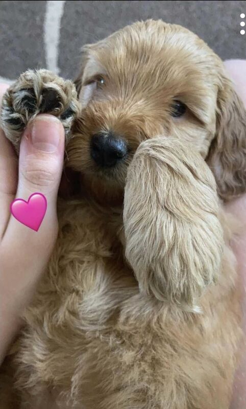 Cockapoo Puppies for sale in Powys