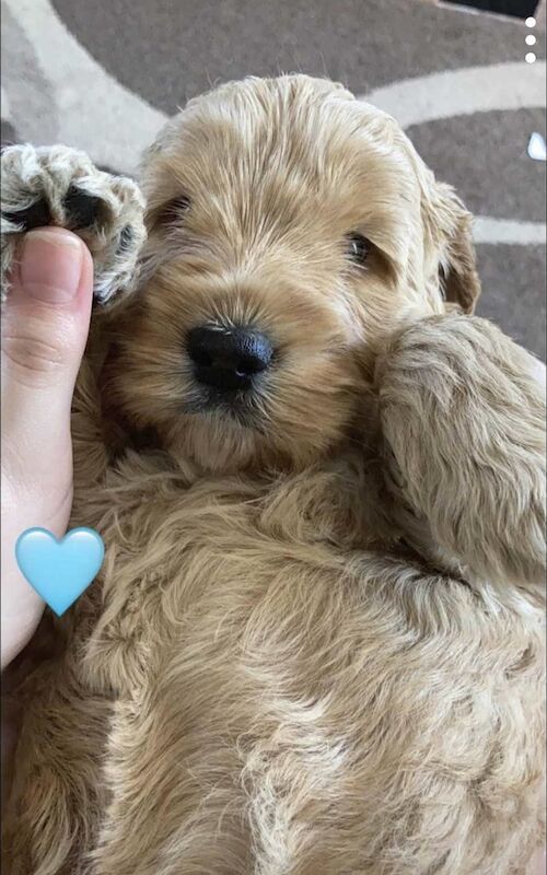 Cockapoo Puppies for sale