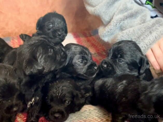 F2 Cockerpoo Puppies for sale in Trimdon, County Durham - Image 1