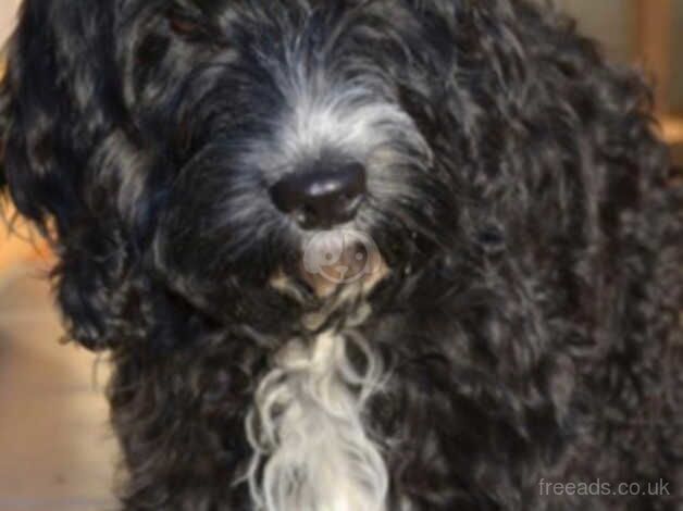 Cockapoo Puppies for sale in County Durham