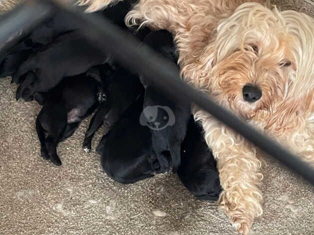 Cockapoo Puppies for sale