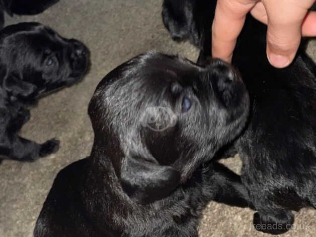 F2 Cockerpoo Puppies for sale in Trimdon, County Durham - Image 5