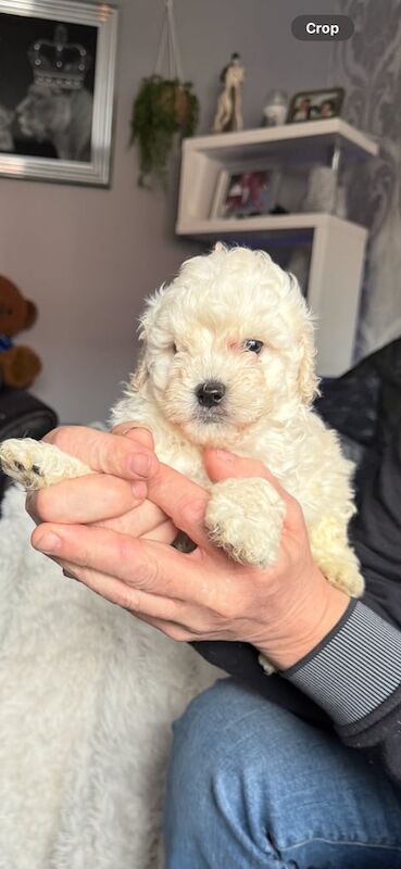 F2 Mini Cockapoo for sale in Belfast, County Antrim