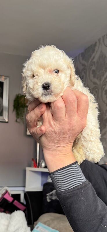 F2 Mini Cockapoo for sale in Belfast, County Antrim - Image 2