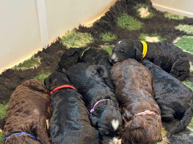 F2 miniature Cockapoo's for sale in Langport, Somerset - Image 2