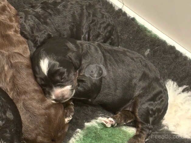 F2 miniature Cockapoo's for sale in Langport, Somerset - Image 5