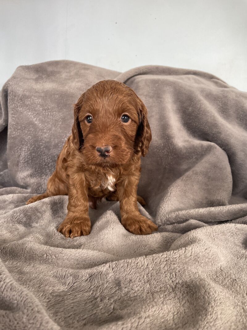 Cockapoo Puppies for sale in Nottinghamshire