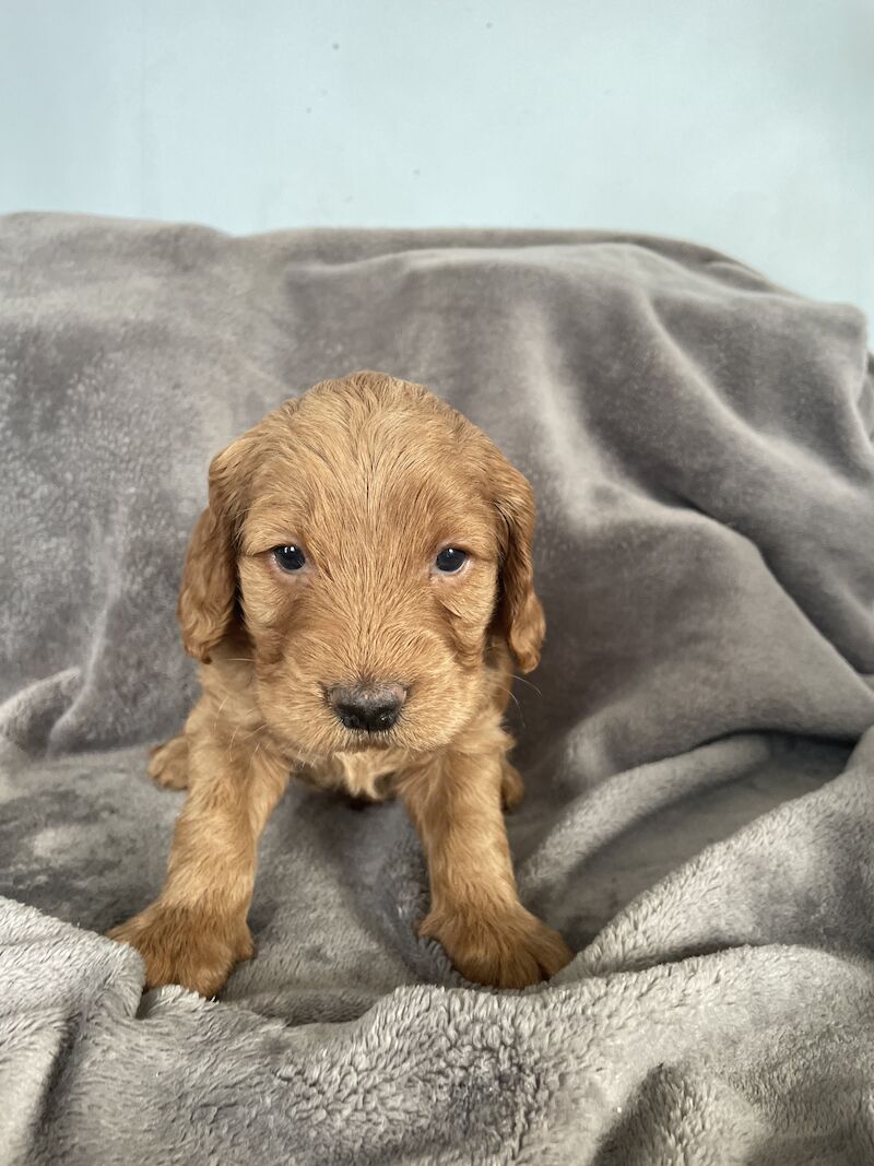 Cockapoo Puppies for sale