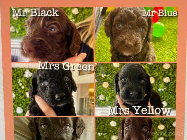 F2b Cockapoo puppies for sale in Sherborne, Dorset