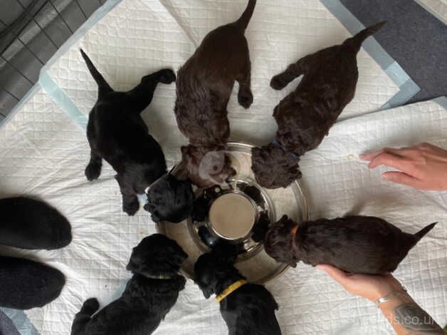 F2b Cockapoo puppies for sale in Sherborne, Dorset - Image 4