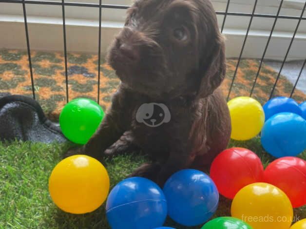 F2b Cockapoo puppies for sale in Sherborne, Dorset - Image 5