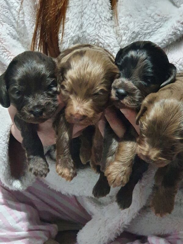 F2b Cockerpoo Puppies Chocolate Merles for sale in Ely, Cambridgeshire