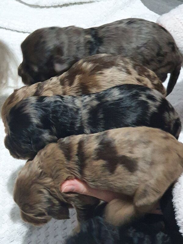 F2b Cockerpoo Puppies Chocolate Merles for sale in Ely, Cambridgeshire - Image 2