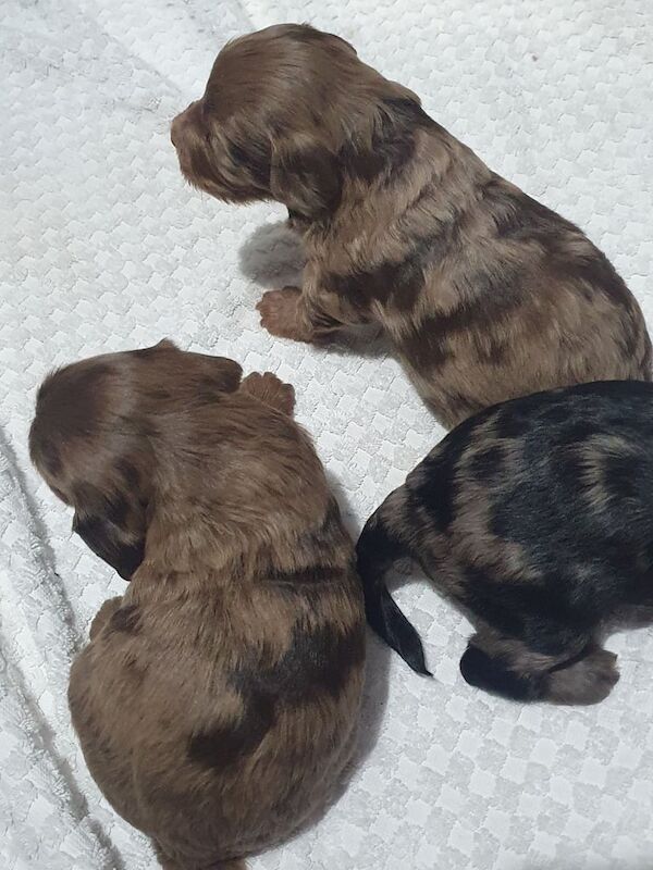 F2b Cockerpoo Puppies Chocolate Merles for sale in Ely, Cambridgeshire - Image 3