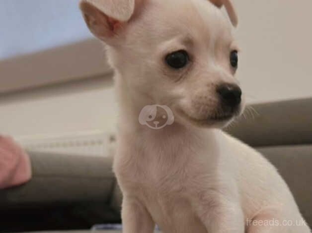 Female chihuahuas for sale in Kettering, Northamptonshire - Image 2