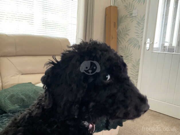 Female cockapoo for sale in Harlow, Essex