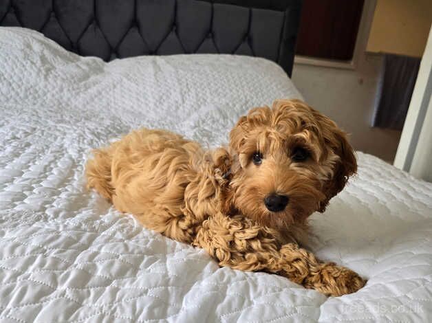 Female cockapoo for sale in Penryn, Cornwall - Image 1