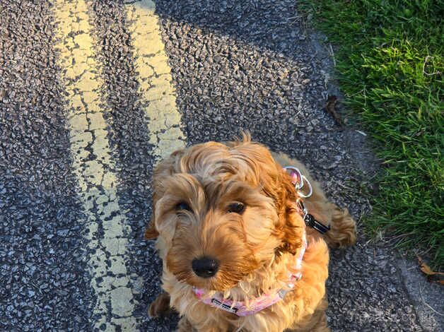 Female cockapoo for sale in Penryn, Cornwall - Image 2