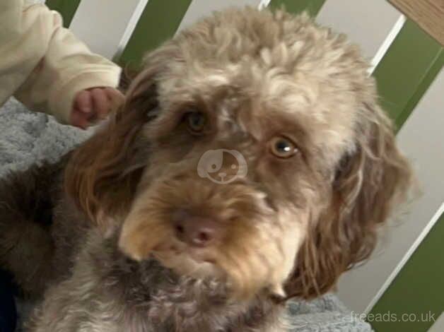 Female cockapoo for sale in Bonnybank, Fife - Image 1